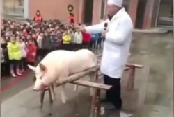 杀猪视频,揭秘网络传播的残忍杀猪视频