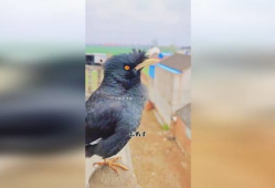 八哥鸟说话视频,视频揭秘其模仿人类语言之谜