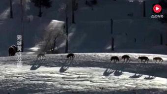 狼交配视频,自然界的爱情故事