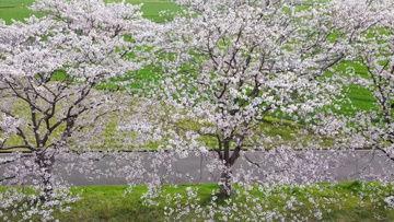 樱花视频,捕捉春日浪漫瞬间，带你领略花海之美